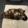 cat, tortoiseshell, lying_down, indoor, rug, fluffy, pet, relaxed, curious, paws, fur, laundry_basket, floor, cozy, animal, resting, cute, domestic, whiskers, ears