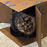 Yui is registered to the contest to win money with this photo: cat, tortoiseshell, cardboard_box, indoor, curious, pet, feline, animal, cozy, soft_rug, brown, black, orange, whiskers, ears, floor, home, cute, sitting, looking