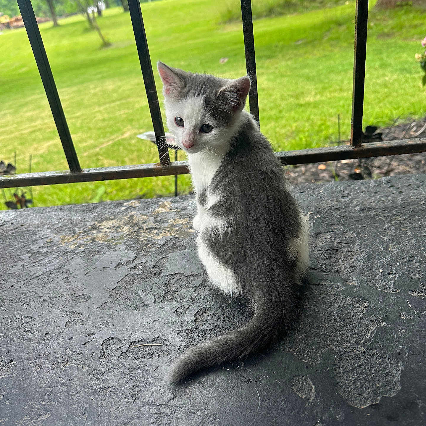 Oliver is registered to the contest to win money with this photo: kitten, cat, gray_and_white, sitting, outdoor, greenery, metal_railing, curious, young, pet, animal, grass, nature, cute, feline, small, back_view, fur, whiskers, daylight