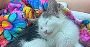 Oliver is registered to the contest to win money with this photo: kitten, sleeping, colorful_blanket, person, foot, sandal, car_interior, lap, cozy, cute, pet, animal, feline, resting, small, fur, white, gray, indoors, comfort
