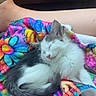 kitten, sleeping, colorful_blanket, person, foot, sandal, car_interior, lap, cozy, cute, pet, animal, feline, resting, small, fur, white, gray, indoors, comfort