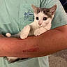 Oliver is registered to the contest to win money with this photo: kitten, cat, animal, pet, person, arm, clothing, tshirt, mint_green, holding, cute, small, feline, fur, whiskers, ears, night, outdoor, light, curious