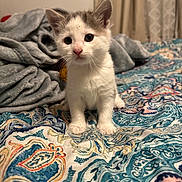 Oliver is registered to the contest to win money with this photo: kitten, cat, pet, animal, indoor, bedspread, blanket, fur, cute, small, young, curious, eyes, whiskers, ears, soft, cozy, patterned, colorful, resting