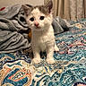 kitten, cat, pet, animal, indoor, bedspread, blanket, fur, cute, small, young, curious, eyes, whiskers, ears, soft, cozy, patterned, colorful, resting
