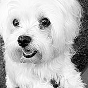 Stella joined the competition — help win amazing prizes! animal, black_and_white, canine, closeup, cute, dog, eyes, fluffy, friendly, fur, grass, happy, nose, outdoor, paw, pet, portrait, teeth, whiskers, white