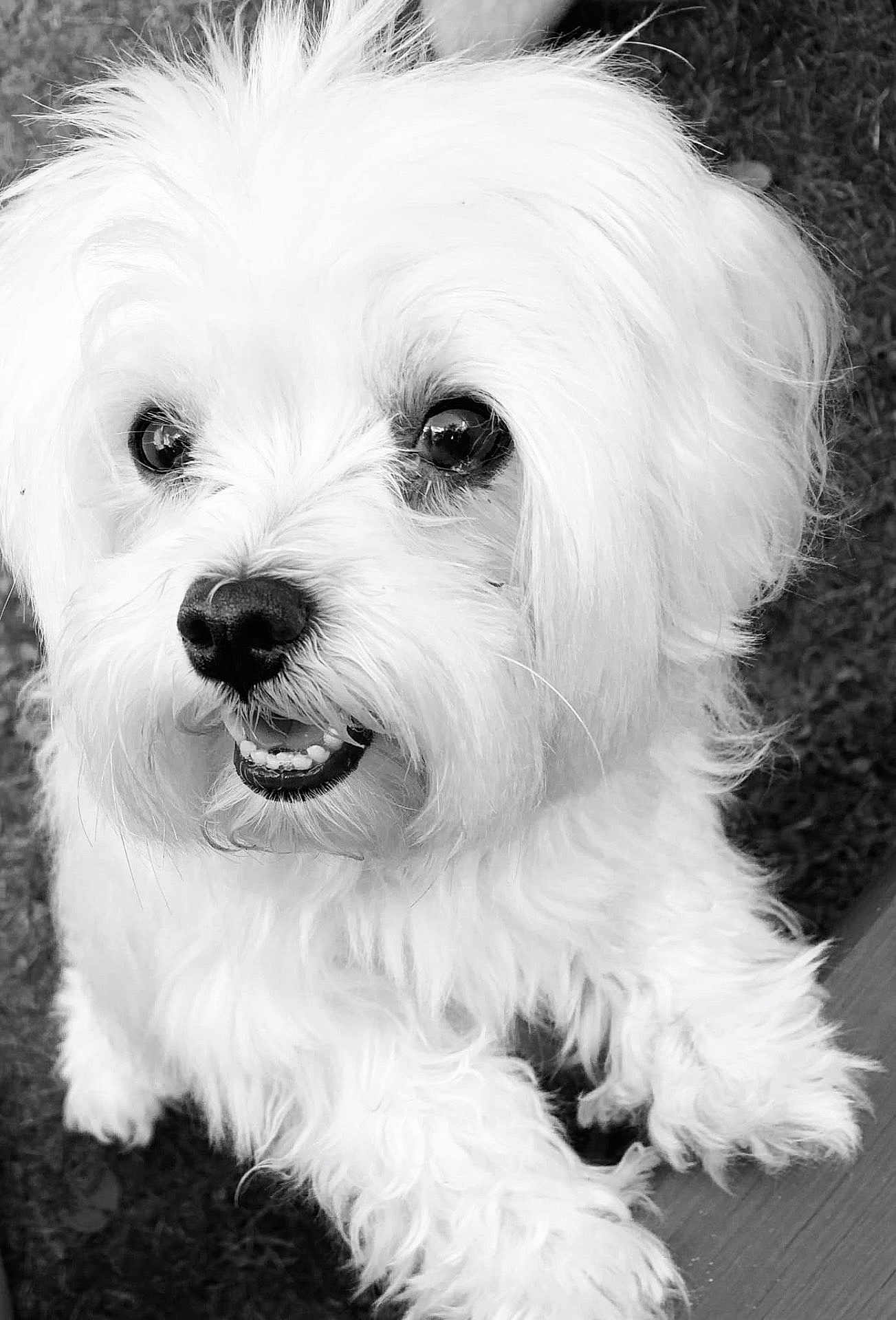 Stella
