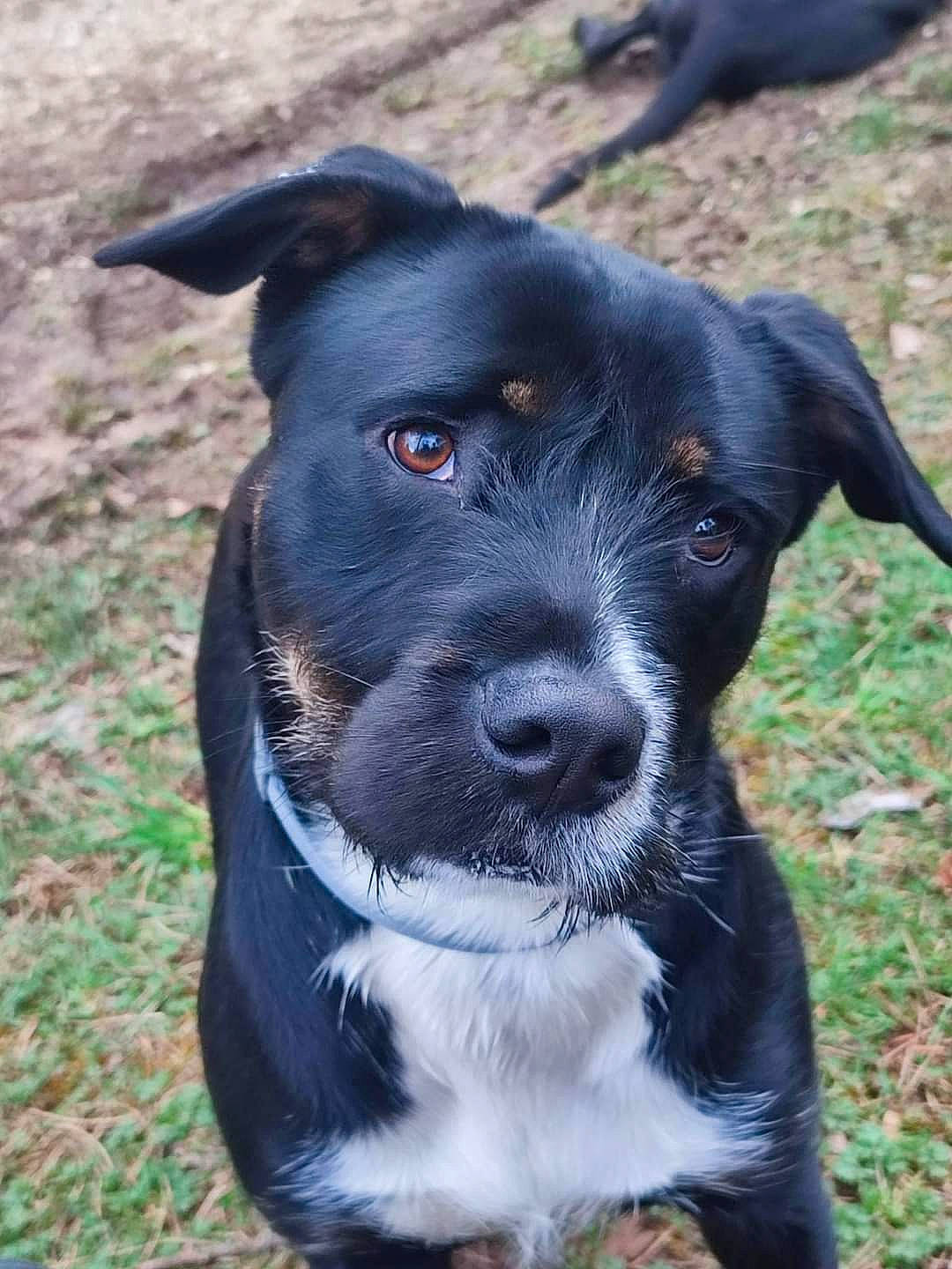 Thalya participe au concours pour gagner de l'argent avec cette photo : annual_plant, borador, canidae, carnivore, collar, companion_dog, dog, dog_breed, dog_collar, electric_blue, fawn, grass, hunting_dog, non_sporting_group, plant, snout, sporting_group, whiskers, working_animal, working_dog