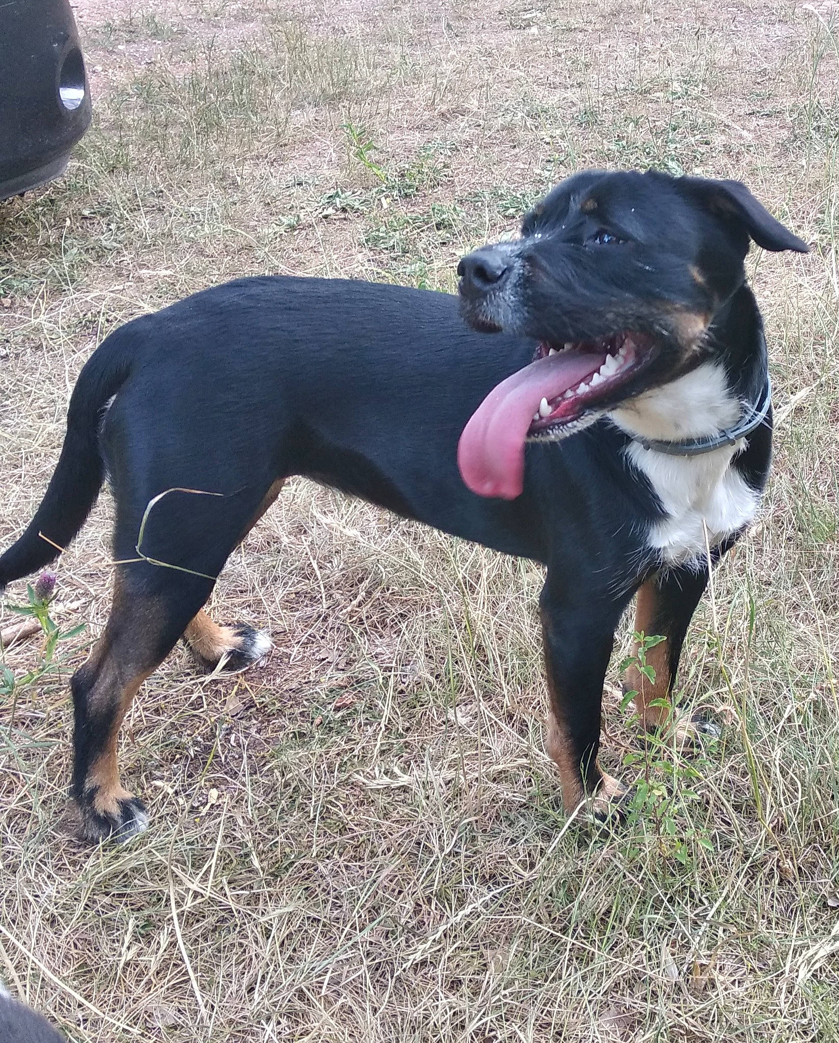 Thalya a rejoint le concours — aidez-le/la à gagner de superbes lots ! borador, carnivore, collar, companion_dog, dog, dog_breed, dog_collar, grass, guard_dog, hunting_dog, paw, plant, sporting_group, tail, terrestrial_animal, working_animal, working_dog