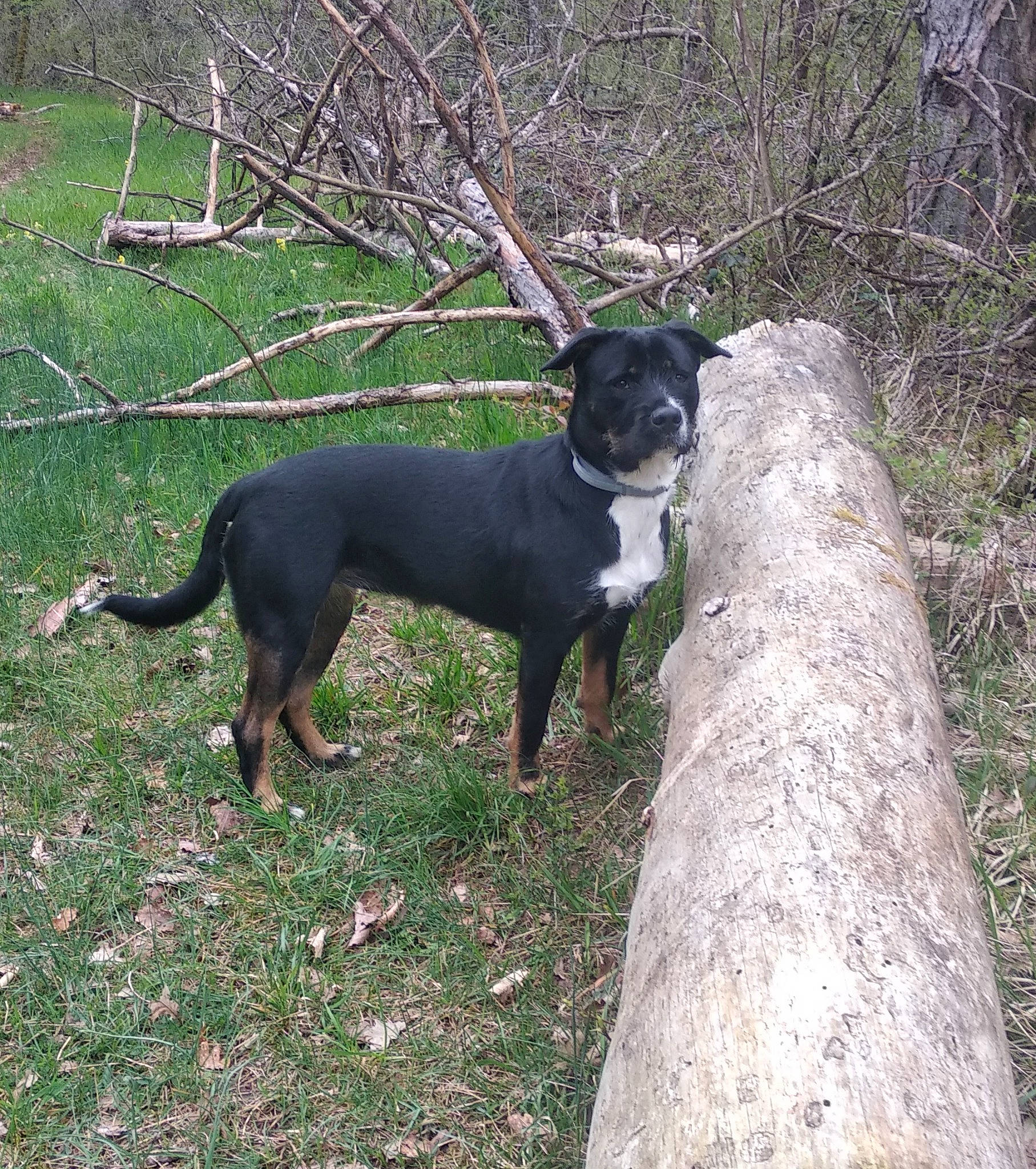 Thalya a rejoint le concours — aidez-le/la à gagner de superbes lots ! canidae, carnivore, collar, companion_dog, dobermann, dog, dog_breed, dog_collar, grass, guard_dog, hunting_dog, mammal, montenegrin_mountain_hound, pet_supply, plant, sporting_group, tail, tree, working_animal, working_dog