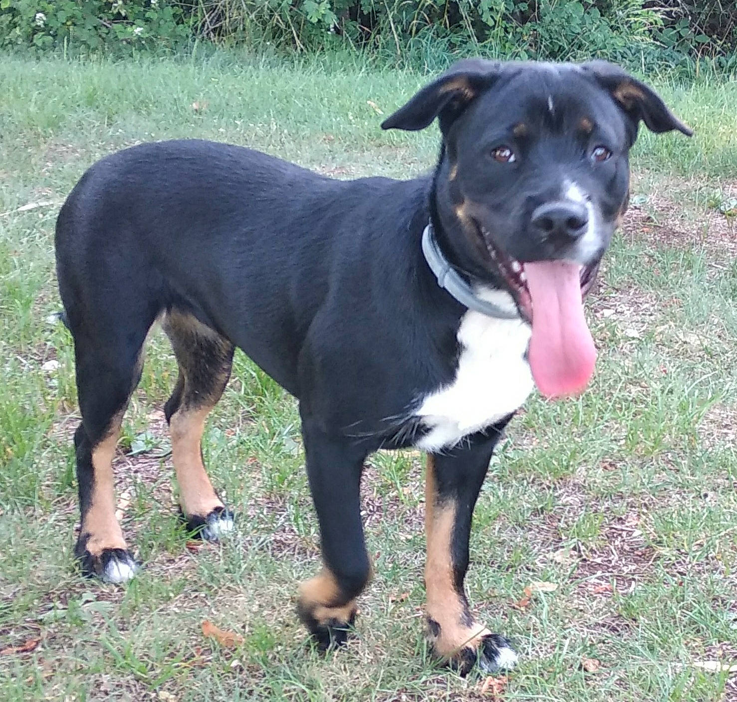 Thalya participe au concours pour gagner de l'argent avec cette photo : borador, canidae, carnivore, collar, companion_dog, dog, dog_breed, dog_collar, fawn, grass, hunting_dog, non_sporting_group, pet_supply, plant, tail, terrestrial_animal, whiskers, working_animal, working_dog