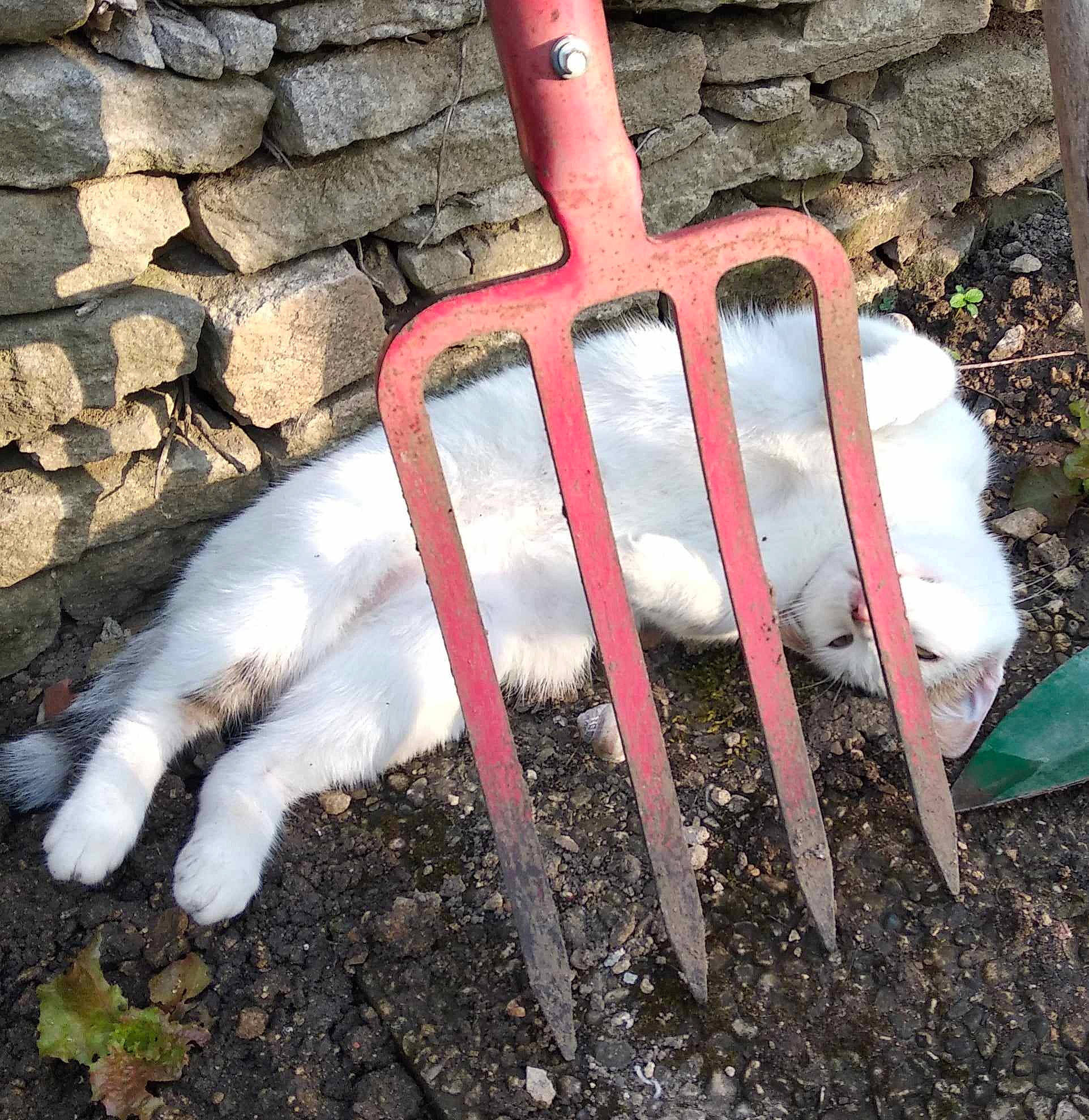 Romy participe au concours pour gagner de l'argent avec cette photo : carmine, chair, font, garden_tool, grass, line, metal, natural_material, shadow, soil, symbol, tail, wood