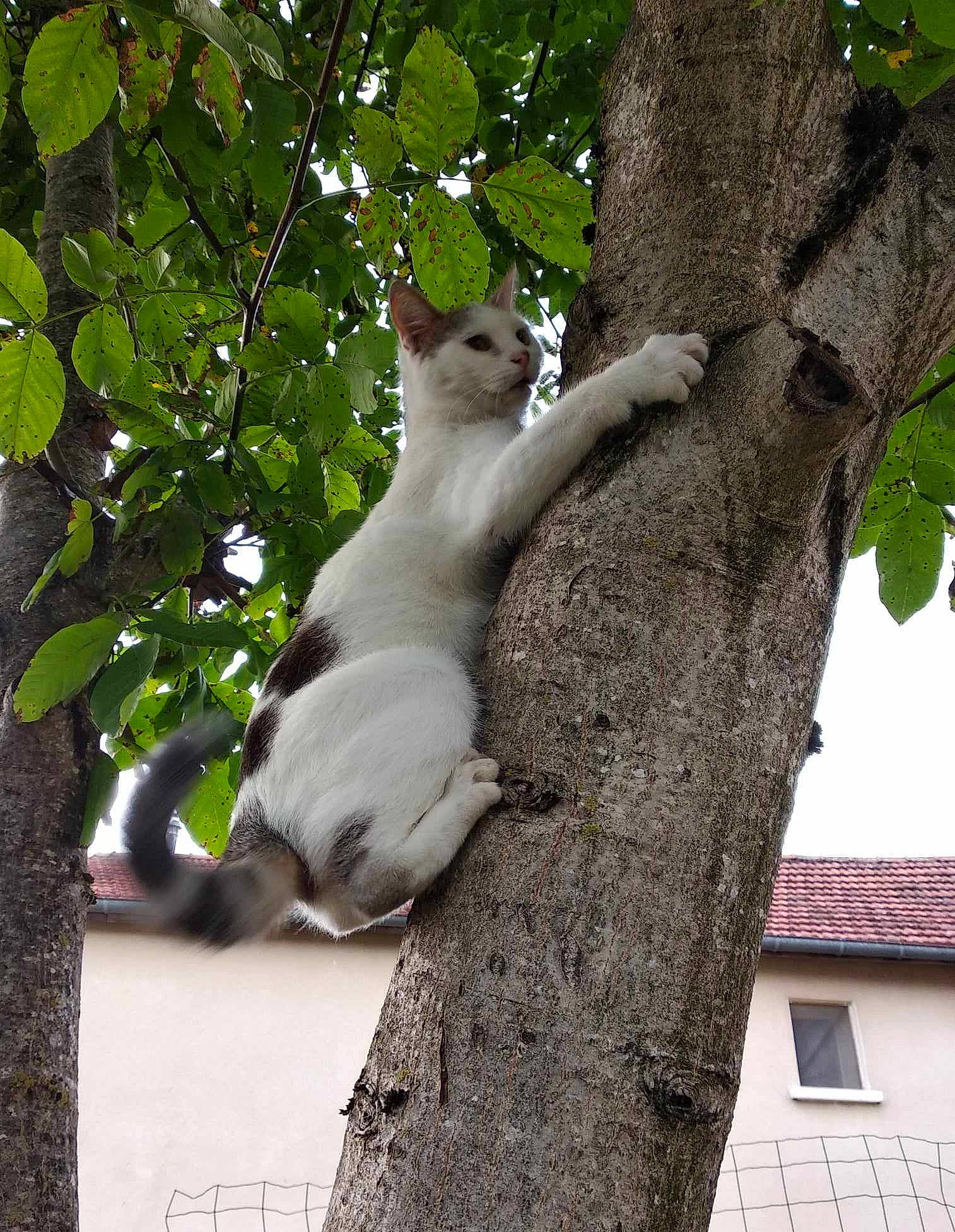Romy participe au concours pour gagner de l'argent avec cette photo : building, carnivore, cat, domestic_short_haired_cat, fawn, felidae, plant, plant_stem, small_to_medium_sized_cats, snout, tail, terrestrial_animal, tree, trunk, twig, whiskers, window, wood, woody_plant