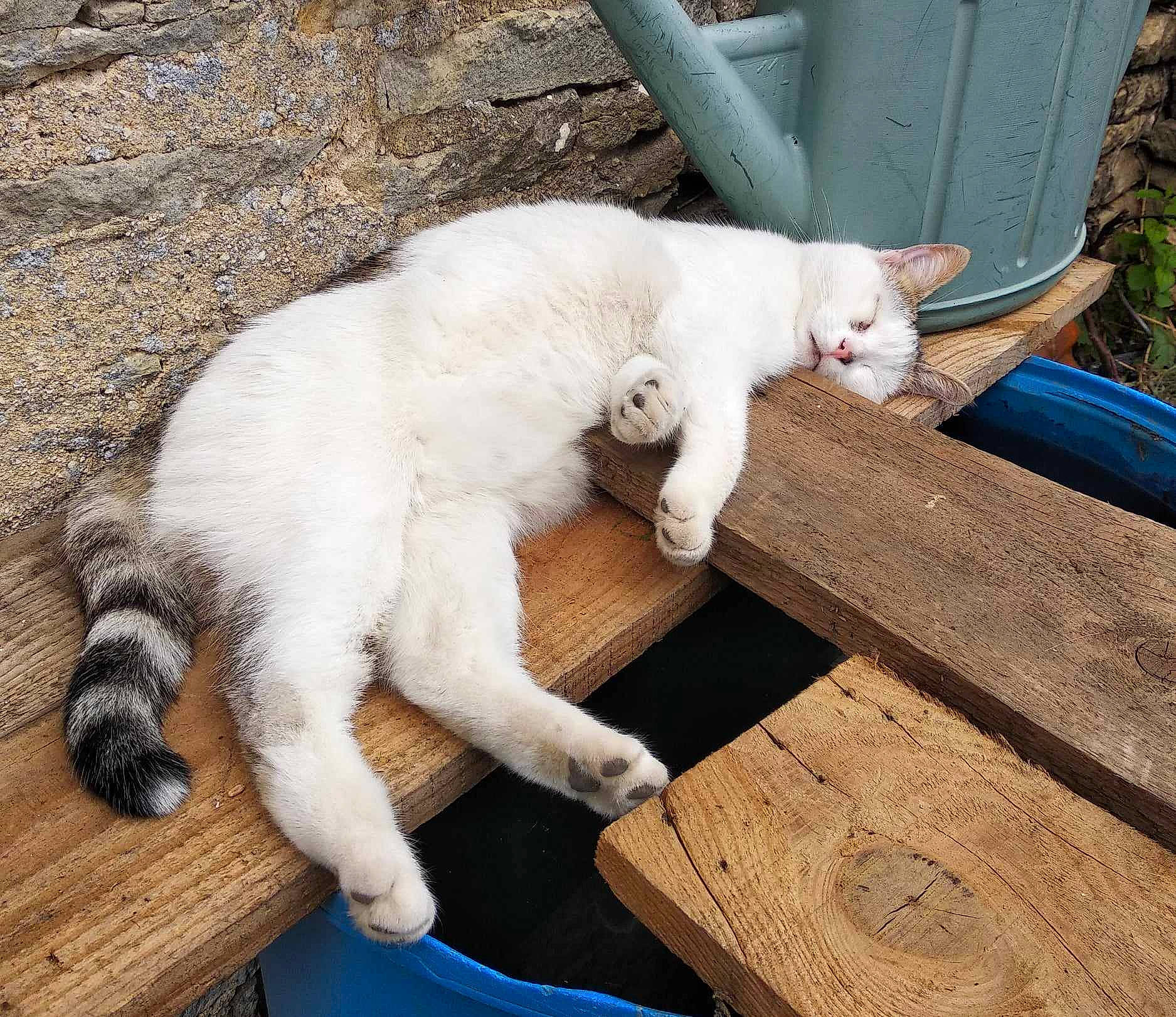 Romy a rejoint le concours — aidez-le/la à gagner de superbes lots ! carnivore, cat, claw, comfort, domestic_short_haired_cat, fang, fawn, felidae, foot, fur, grass, hardwood, paw, sitting, small_to_medium_sized_cats, snout, tail, terrestrial_animal, whiskers, wood