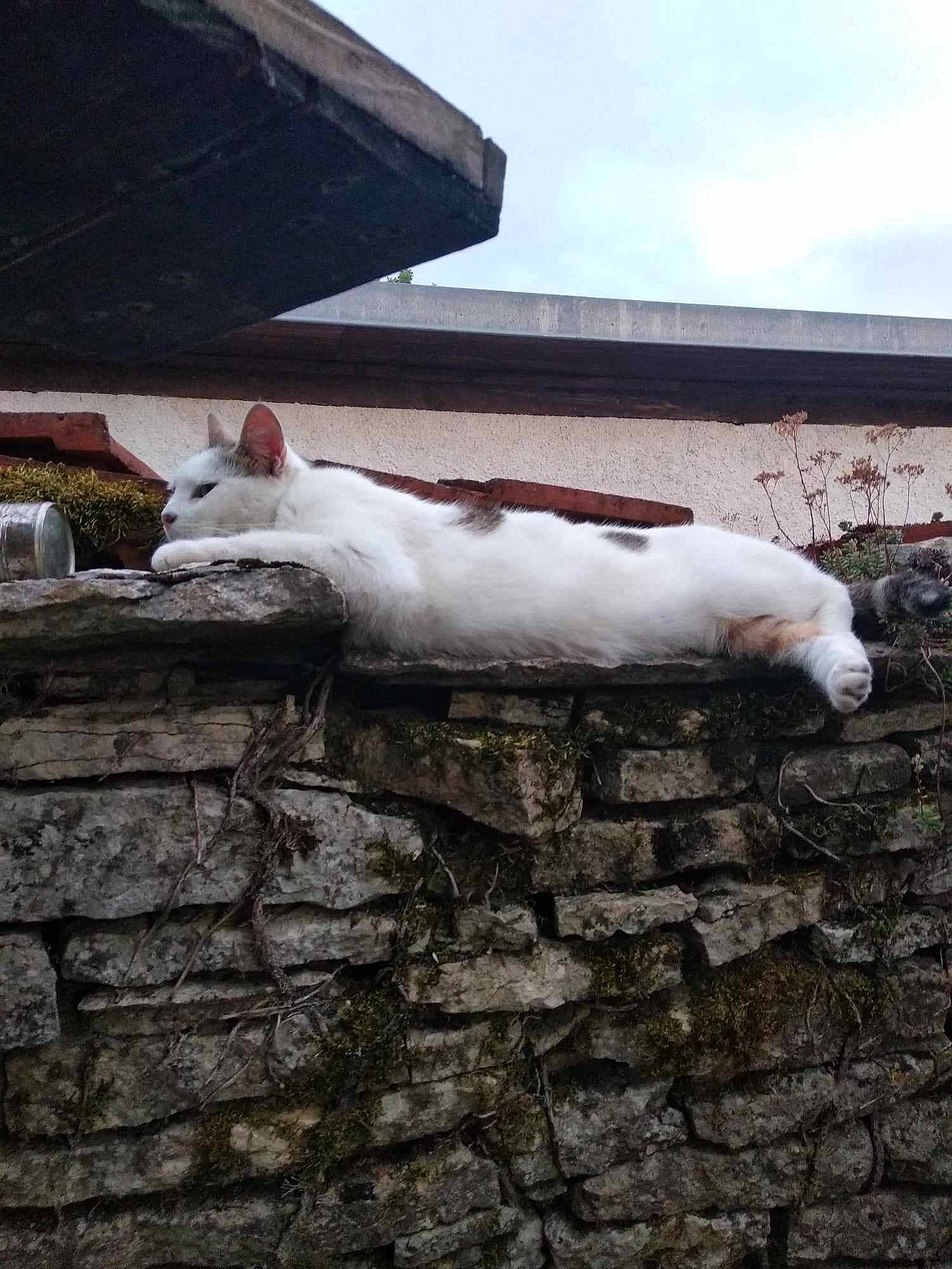 Romy participe au concours pour gagner de l'argent avec cette photo : cat, cloud, event, felidae, freezing, fur, grass, sky, small_to_medium_sized_cats, snout, snow, suidae, tail, terrestrial_animal, whiskers, winter