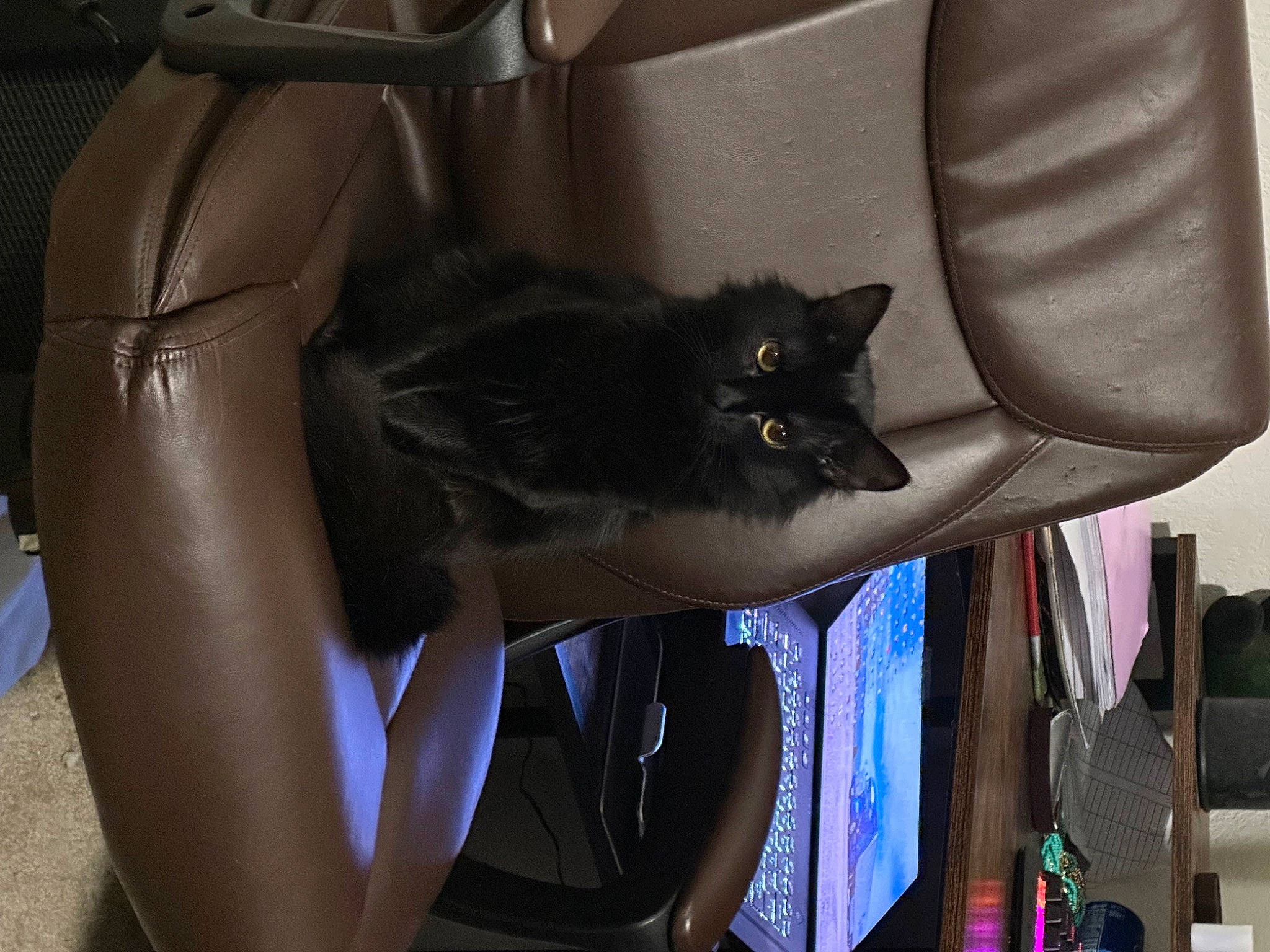 Jane joined the competition — help win amazing prizes! auto_part, black_cat, carnivore, cat, chair, comfort, couch, domestic_short_haired_cat, felidae, fur, grey, human_leg, lap, room, sitting, small_to_medium_sized_cats, tail, thigh, whiskers