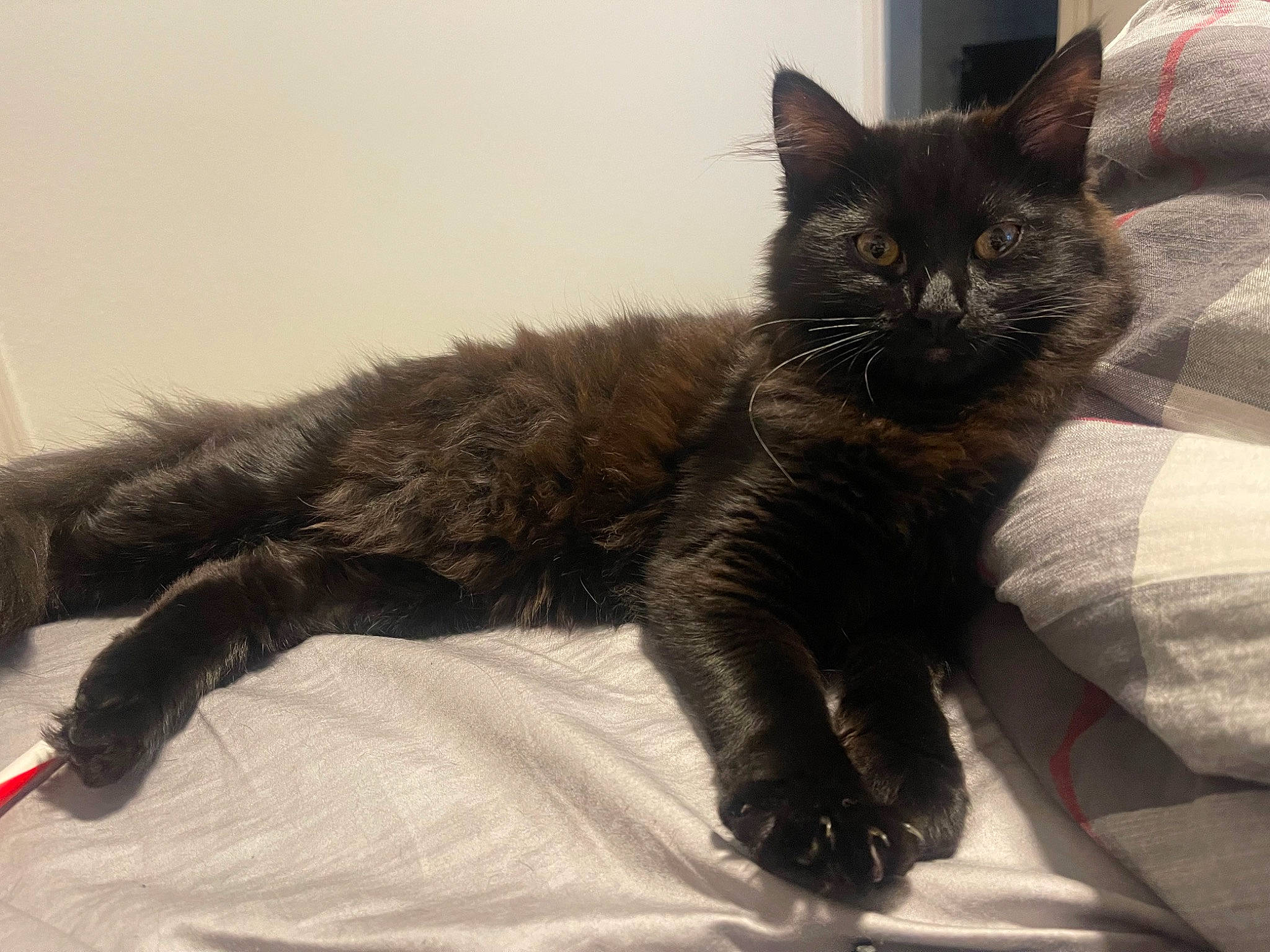 Jane is registered to the contest to win money with this photo: black_cat, carnivore, cat, cat_supply, claw, comfort, domestic_short_haired_cat, felidae, foot, fur, nap, paw, small_to_medium_sized_cats, snout, tail, terrestrial_animal, whiskers