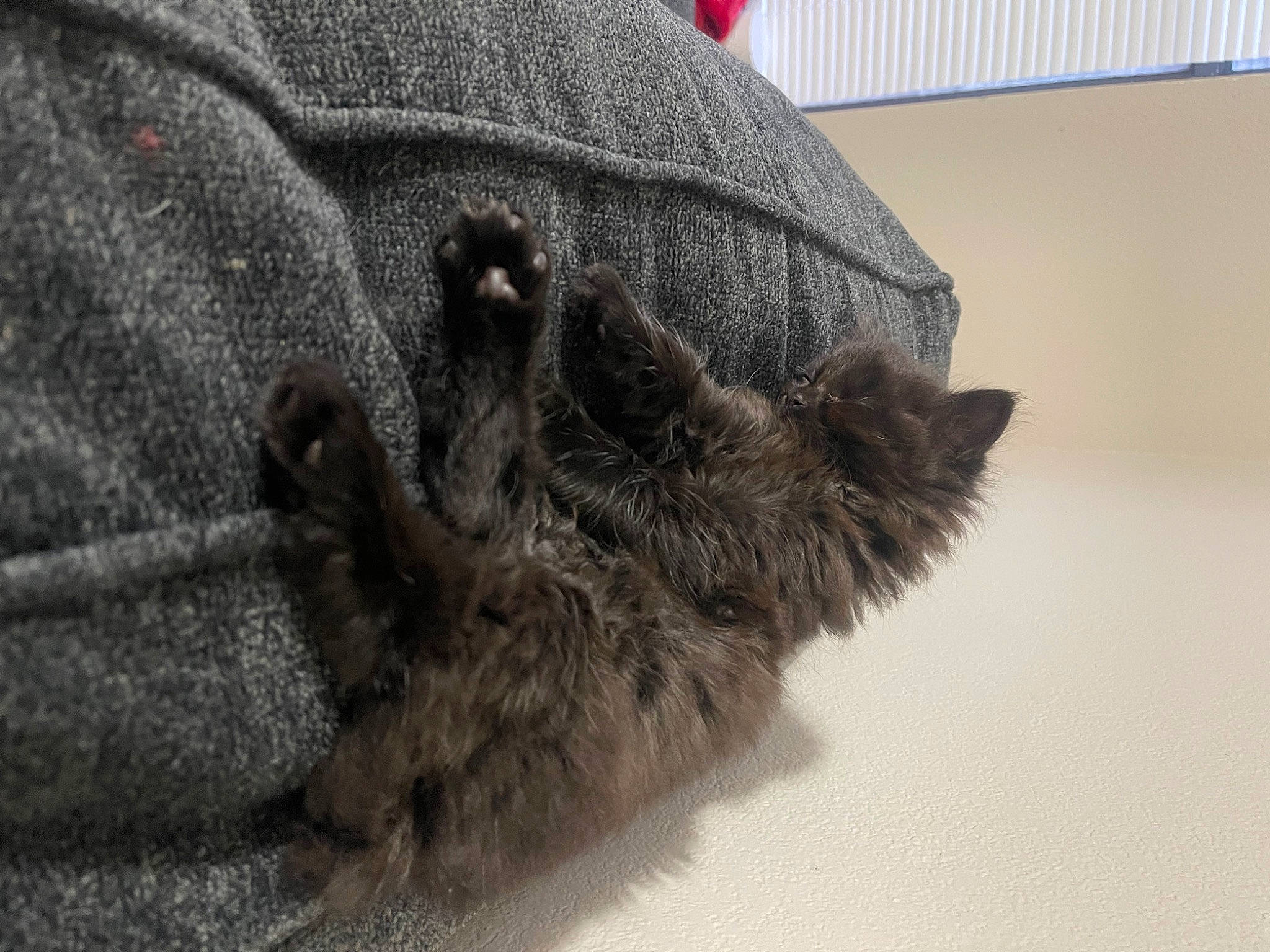 Jane is registered to the contest to win money with this photo: canidae, cat, claw, dog_breed, domestic_short_haired_cat, felidae, flooring, fur, grey, paw, small_to_medium_sized_cats, snout, sporting_group, tail, terrestrial_animal, whiskers, wildlife, working_animal