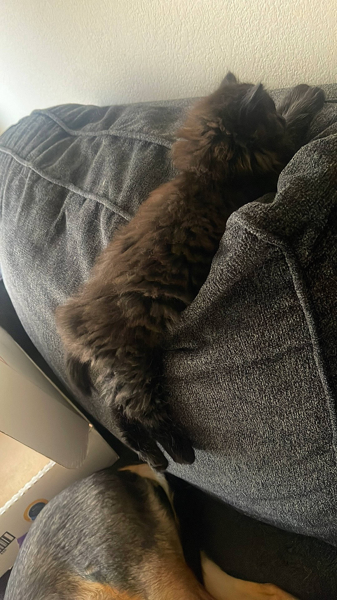 Jane is registered to the contest to win money with this photo: bag, bed_sheet, bedding, chair, comfort, couch, denim, felidae, fur, grey, human_leg, linens, metal, pattern, room, sleeve, textile, thigh, tints_and_shades, wood