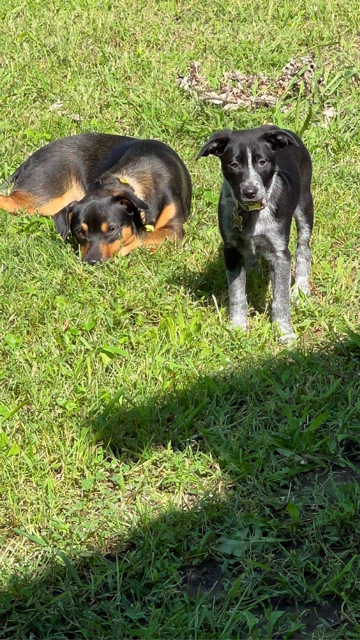 Winter is registered to the contest to win money with this photo: canidae, carnivore, companion_dog, dog, dog_breed, grass, grassland, groundcover, guard_dog, herding_dog, hunting_dog, pasture, plant, snout, sporting_group, tail, terrestrial_animal, vertebrate, working_animal, working_dog