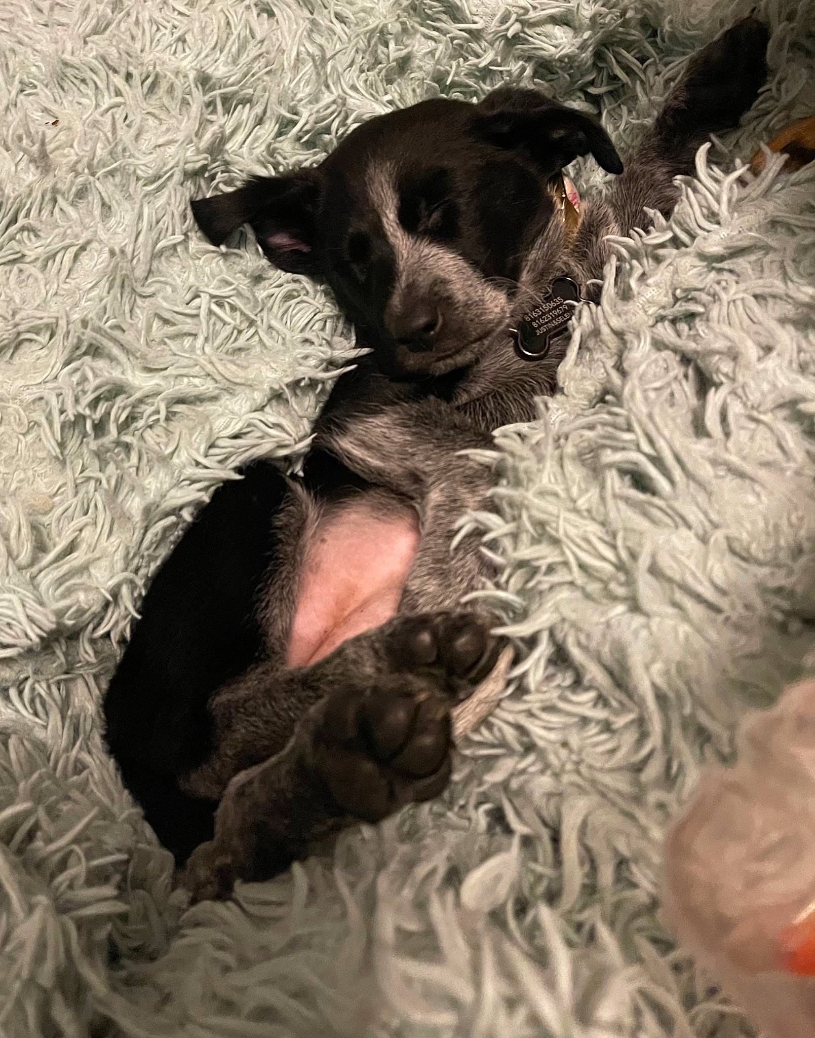 Winter joined the competition — help win amazing prizes! canidae, carnivore, comfort, companion_dog, dog, dog_breed, fur, natural_material, seafood, sporting_group, wood, working_animal