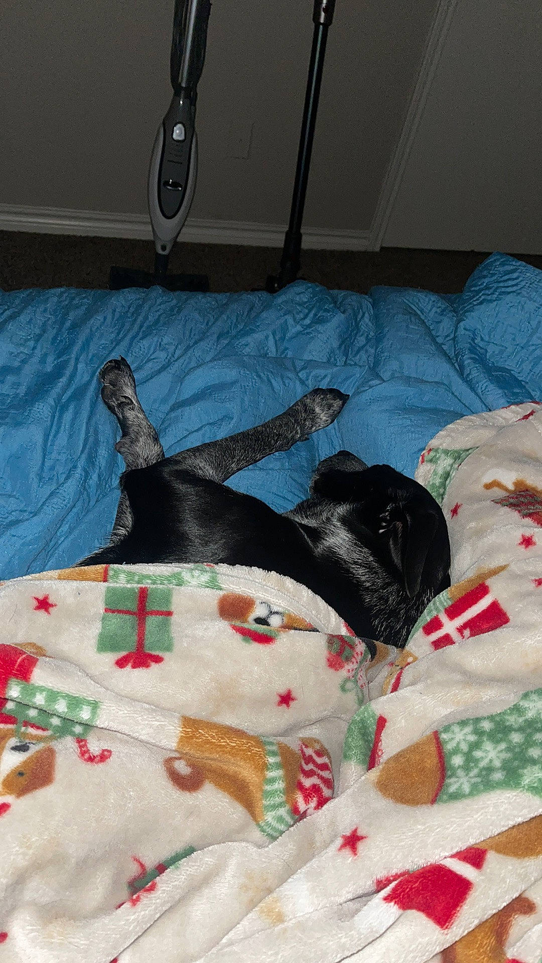 Winter joined the competition — help win amazing prizes! art, bed, bed_sheet, bedding, bedroom, blanket, comfort, couch, craft, creative_arts, design, flooring, hardwood, linens, pattern, room, textile, tree, watch, wood