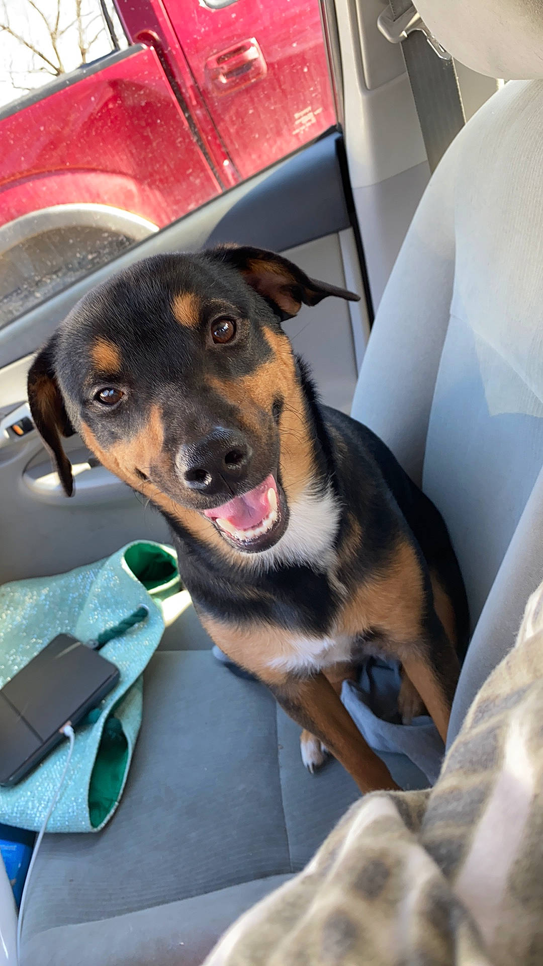 Aelita is registered to the contest to win money with this photo: automotive_lighting, canidae, carnivore, collar, comfort, companion_dog, dog, dog_breed, dog_supply, head_restraint, motor_vehicle, pet_supply, smile, snout, sporting_group, vehicle, vehicle_door, windshield, working_animal, working_dog