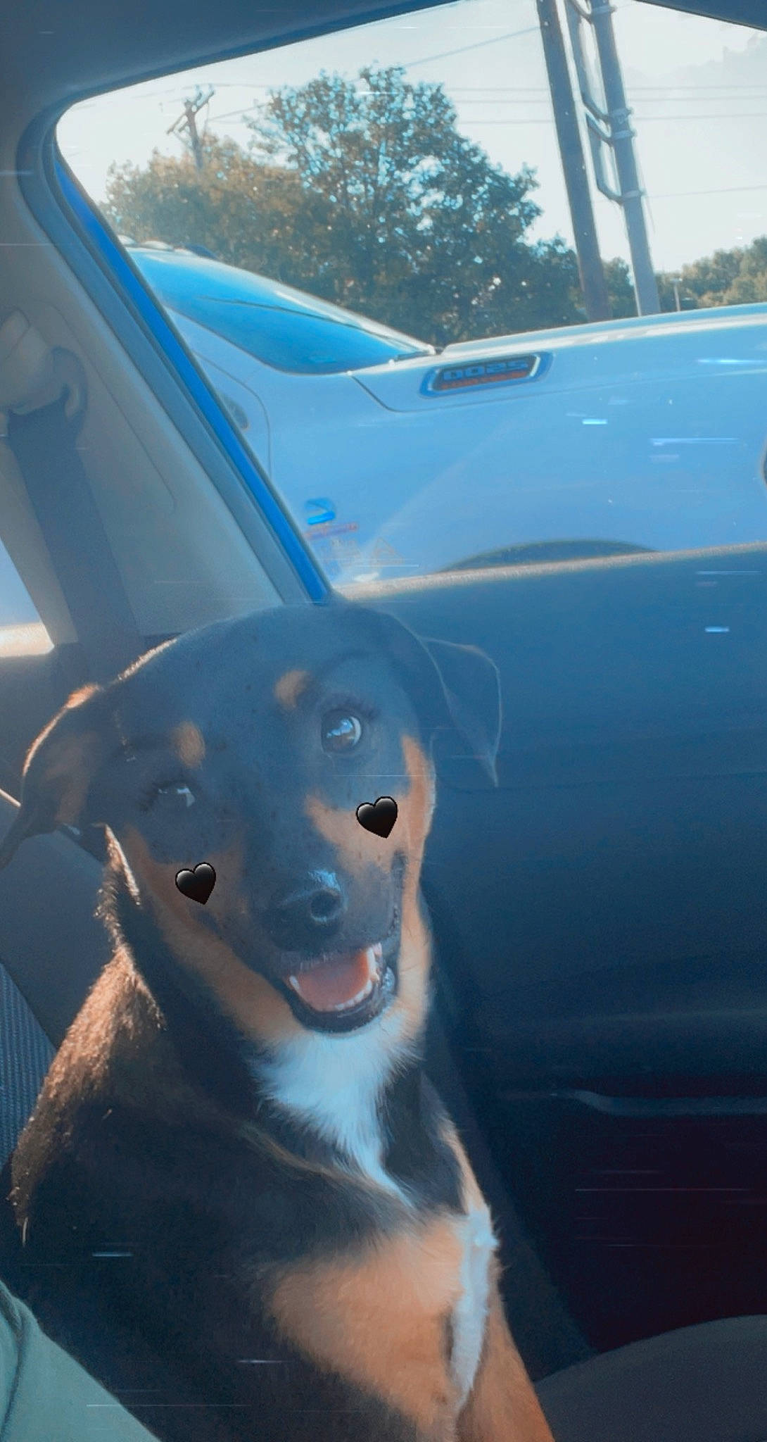 Aelita joined the competition — help win amazing prizes! automotive_exterior, automotive_lighting, automotive_tire, car, carnivore, companion_dog, dog, dog_breed, electric_blue, fawn, hood, sky, snout, tire, vehicle, vehicle_door, wheel, window, windshield, working_animal