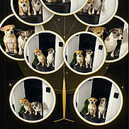 Happy Et Ryo a rejoint le concours — aidez-le/la à gagner de superbes lots ! dogs, puppies, small_dogs, pet_portrait, dog_collage, photo_collage, circular_frames, gold_design, black_background, decorative_graphics, typography, text_overlay, family_tree, two_dogs, multiple_portraits, indoor, seated_dogs, short_hair, brown_and_white, pet_memorial