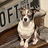 brindle_coat, dog, floppy_ears, home_interior, indoor, pet, portrait, puppy, rustic, serious_expression, short_hair, sitting, small_dog, squinting, staircase, vintage, wall_sign, weathered_wood, white_chest, wooden_steps