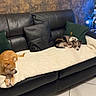 Happy Et Ryo a rejoint le concours — aidez-le/la à gagner de superbes lots ! dog, dogs, pet, canine, sleeping, resting, sofa, couch, blanket, pillows, living_room, indoor, christmas_tree, holiday, cozy, home, furniture, brown_dog, small_dog, relaxed