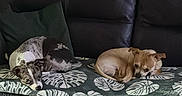 Happy Et Ryo participe au concours pour gagner de l'argent avec cette photo : dogs, two_dogs, sleeping, resting, couch, sofa, blanket, leaf_pattern, living_room, indoor, pet, animals, brown_dog, gray_dog, lying_down, relaxed, furniture, coffee_table, jar, home_decor