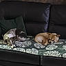 animals, blanket, brown_dog, coffee_table, couch, dogs, furniture, gray_dog, home_decor, indoor, jar, leaf_pattern, living_room, lying_down, pet, relaxed, resting, sleeping, sofa, two_dogs