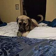 Onyx joined the competition — help win amazing prizes! animal, bed, blanket, brown_dog, canine, chewing, cozy, curtain, dog, domestic, furniture, indoor, living_room, pet, pillow, relaxed, resting, sleeping_area, toy, window