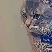 Ziggy is registered to the contest to win money with this photo: alert, animal, blue_eyes, cat, close_up, collar, cute, domestic_cat, ears, face, feline, fur, gray_tabby, indoor, looking_away, mammal, name_tag, pet, portrait, whiskers
