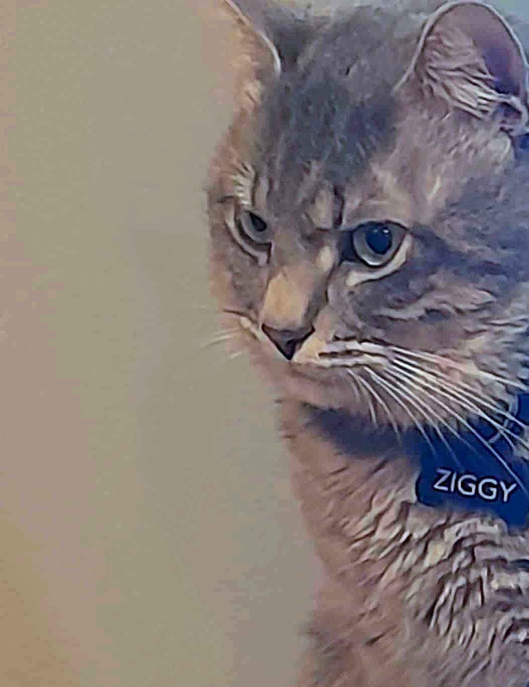 Ziggy