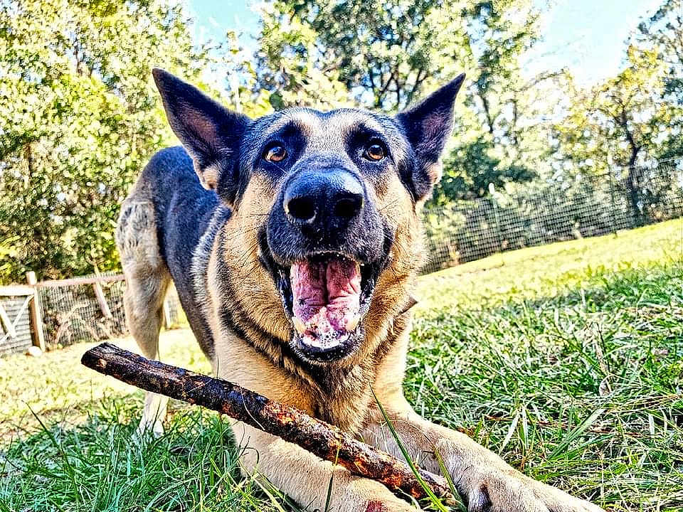 Rex