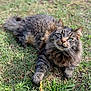 abyssinian, angora, animal, backyard, cat, countryside, field, grass, grassland, kitten, lawn, manx, meadow, nature, outdoors, pet, plant, rural, soil, yard
