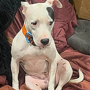 Betty is registered to the contest to win money with this photo: dog, white_dog, black_patch, sitting, blanket, indoor, collar, drool, pensive, fur, pet, canine, relaxed, couch, cardboard, paw, tail, looking_down, animal, domestic_animal