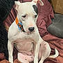 dog, white_dog, black_patch, sitting, blanket, indoor, collar, drool, pensive, fur, pet, canine, relaxed, couch, cardboard, paw, tail, looking_down, animal, domestic_animal