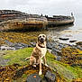 animal, calm, cloudy_sky, coast, dog, grass, landscape, nature, old_boat, outdoor, quiet, red_collar, rocks, seaweed, shipwreck, shore, sitting, water, weathered, wooden_boat