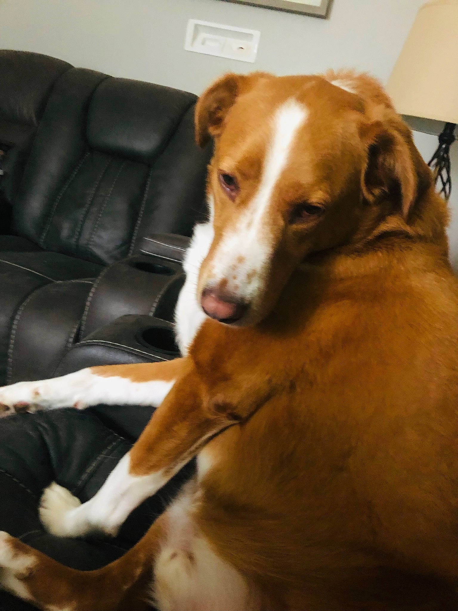 Bear is registered to the contest to win money with this photo: canidae, carnivore, collar, comfort, companion_dog, couch, dog, dog_breed, fawn, flooring, fur, hardwood, liver, puppy, scent_hound, sporting_group, street_dog, tail, whiskers, working_animal