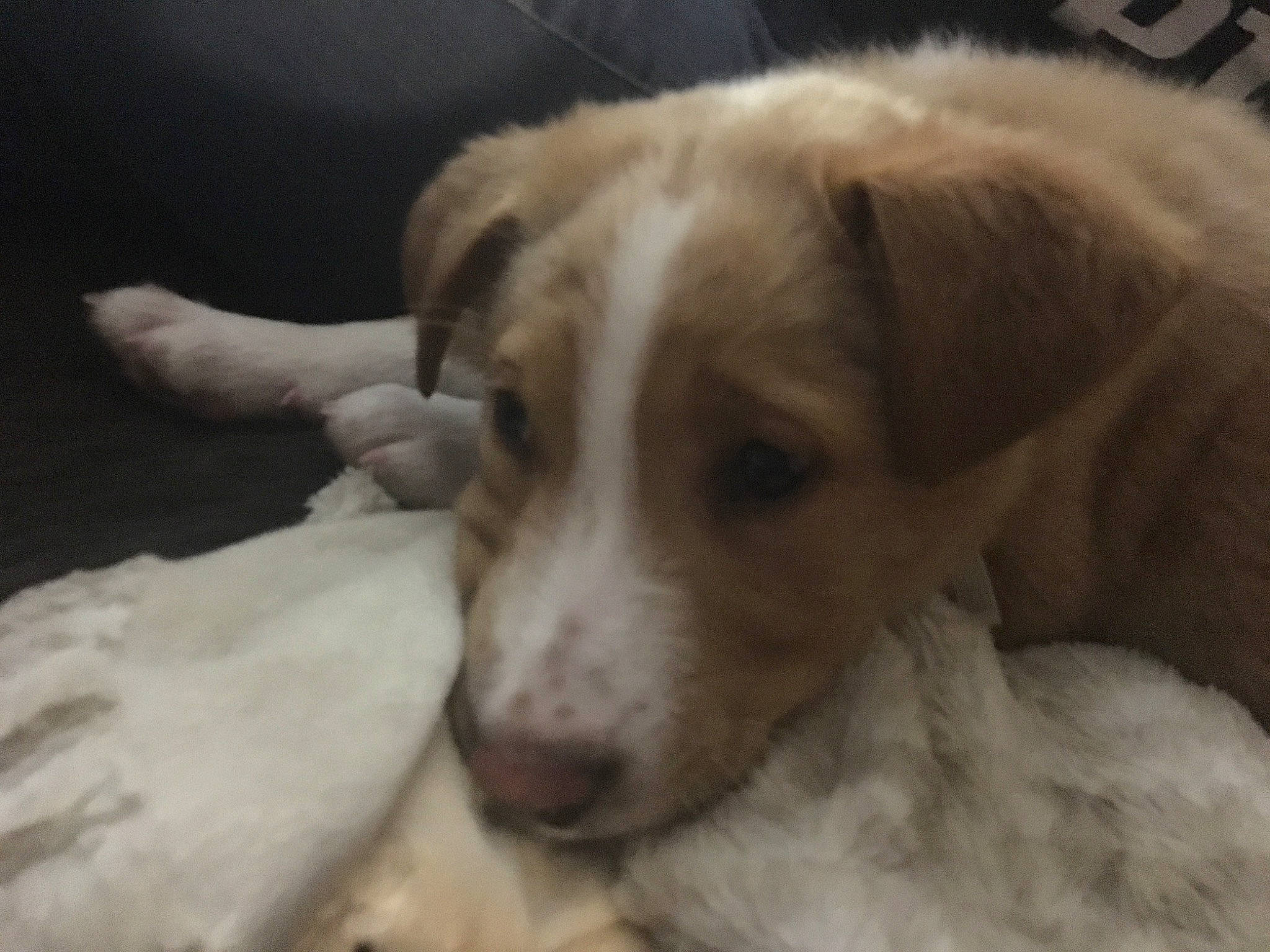 Bear joined the competition — help win amazing prizes! bored, canidae, carnivore, comfort, companion_dog, dog, dog_breed, fawn, fur, gun_dog, livestock_guardian_dog, sporting_group, terrestrial_animal, whiskers, working_animal