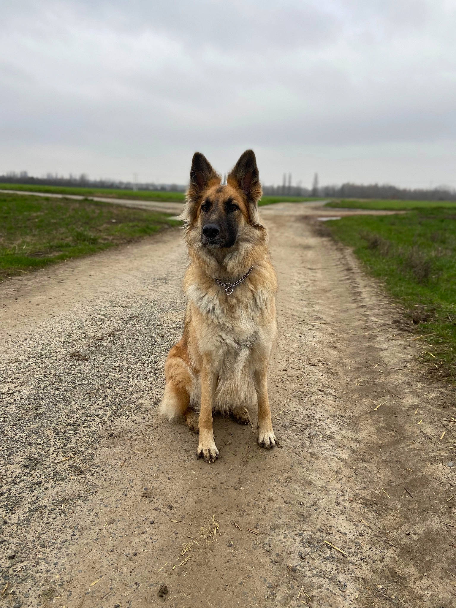 Roxie a rejoint le concours — aidez-le/la à gagner de superbes lots ! asphalt, canidae, carnivore, cloud, companion_dog, dog, dog_breed, fawn, grass, landscape, plant, road, road_surface, sky, snout, soil, sporting_group, tail, terrestrial_animal, tree
