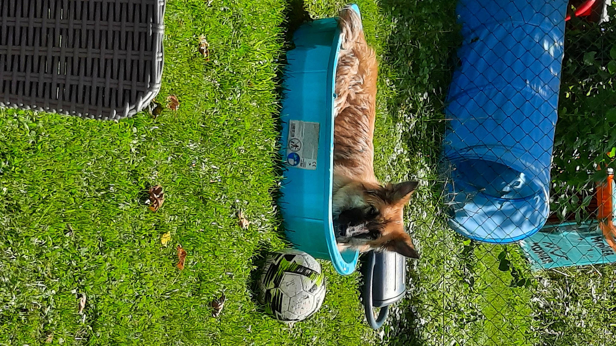 Roxie a rejoint le concours — aidez-le/la à gagner de superbes lots ! annual_plant, canidae, carnivore, dog_breed, electric_blue, fawn, grass, groundcover, herb, plant, shrub, sporting_group, tail, terrestrial_animal, tree, trunk, vertebrate, wildlife, window