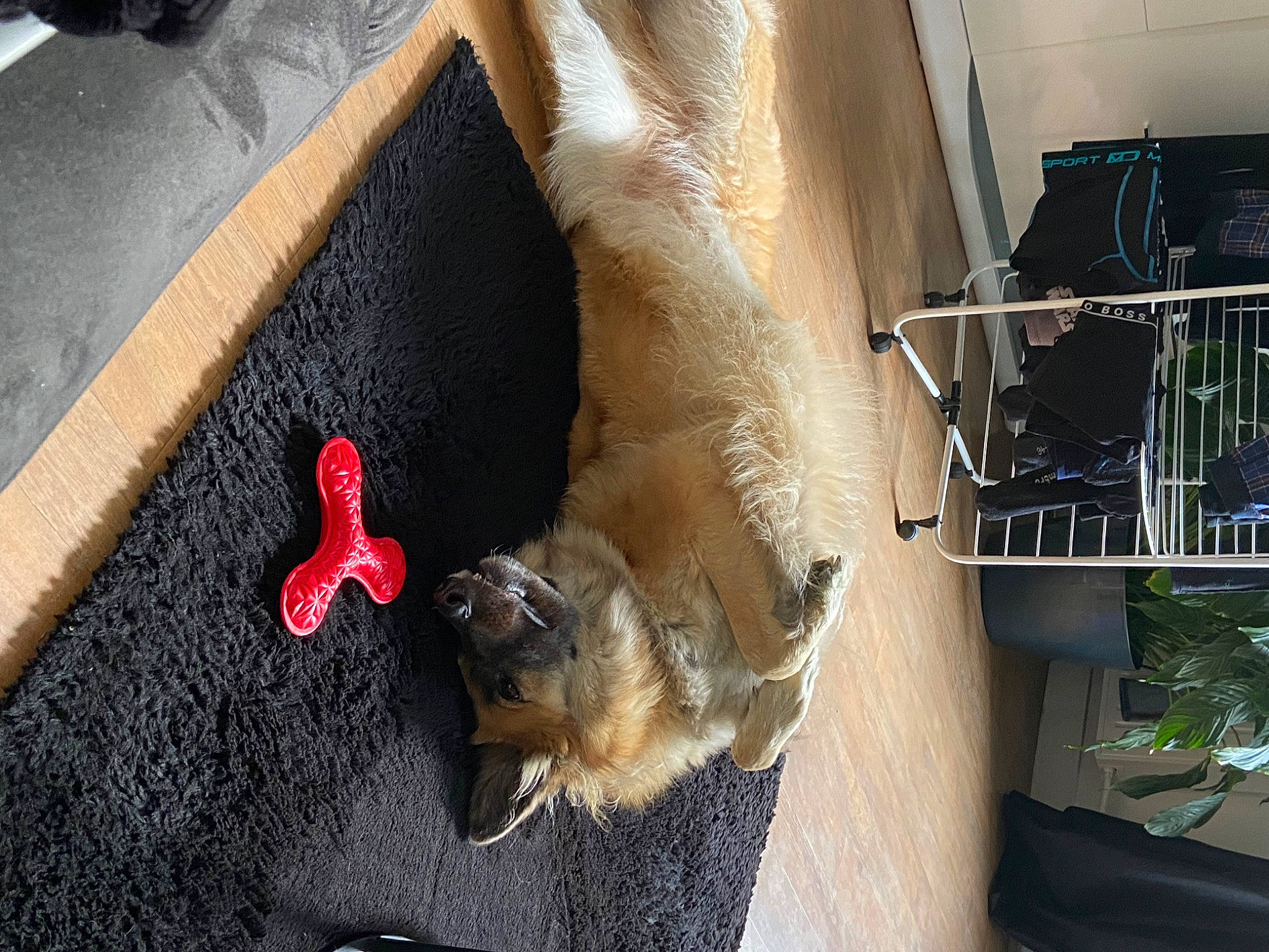 Roxie participe au concours pour gagner de l'argent avec cette photo : asphalt, canidae, carmine, carnivore, companion_dog, dog, dog_breed, fawn, felidae, flooring, fur, mammal, pet_supply, road_surface, small_to_medium_sized_cats, sporting_group, tail, vertebrate, whiskers, wood