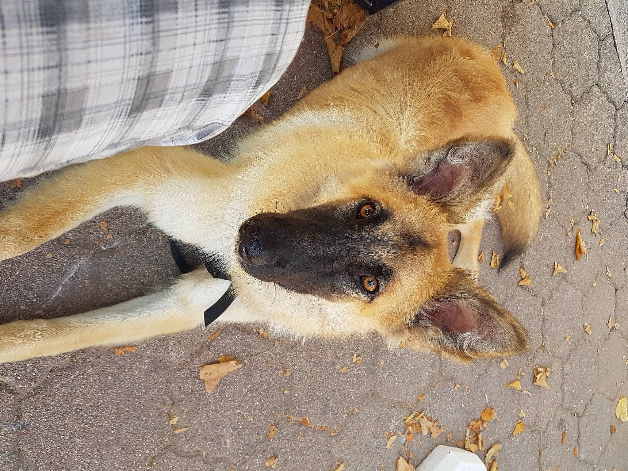 Roxie a rejoint le concours — aidez-le/la à gagner de superbes lots ! canidae, carnivore, companion_dog, dog, dog_breed, fawn, fur, non_sporting_group, paw, sporting_group, street_dog, tail, terrestrial_animal, whiskers, wildlife