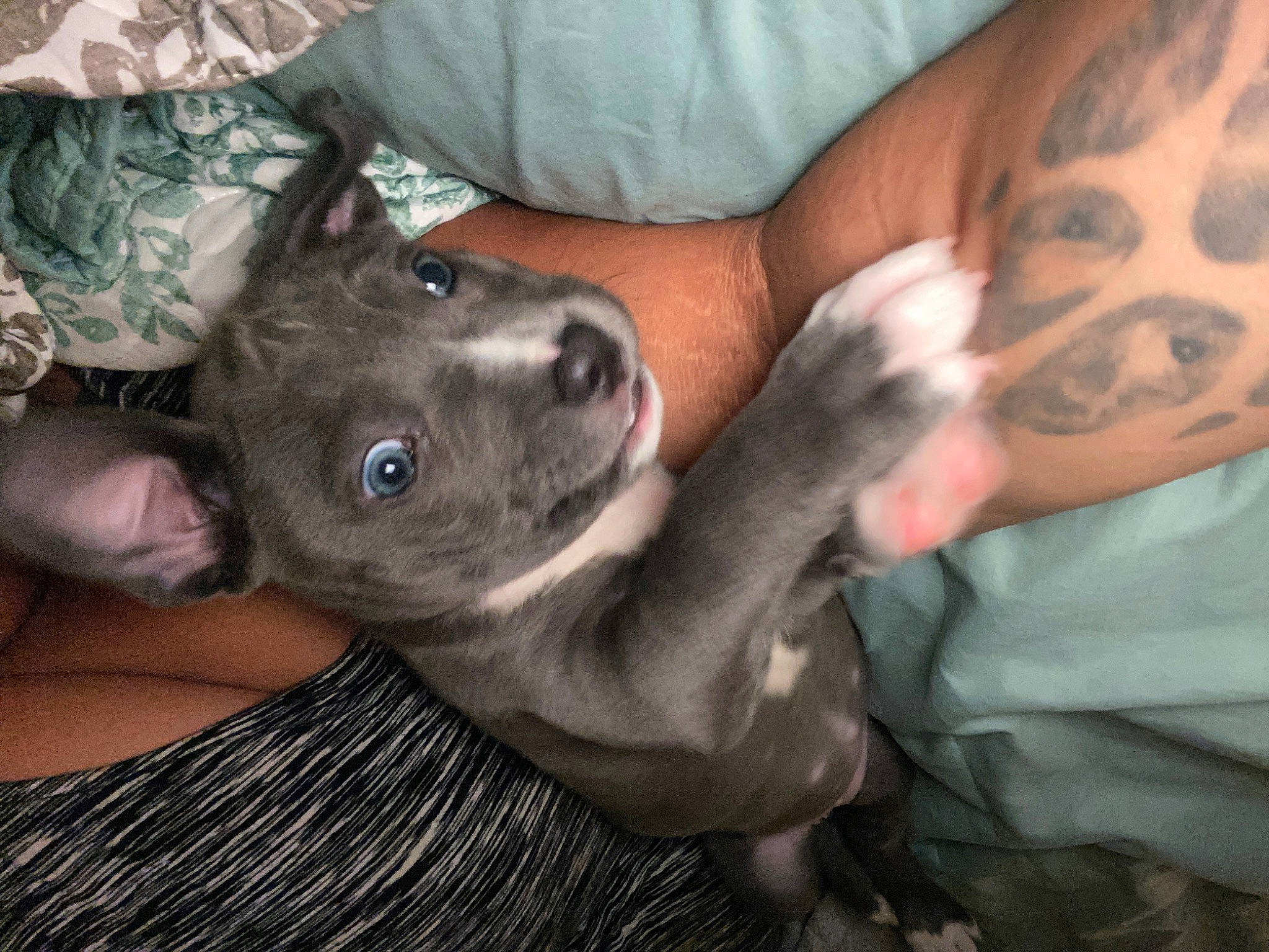 Bellatrix Lapup joined the competition — help win amazing prizes! american_pit_bull_terrier, canidae, carnivore, dog, dog_breed, ear, fawn, non_sporting_group, pit_bull, puppy, puppy_love, sporting_group, weimaraner