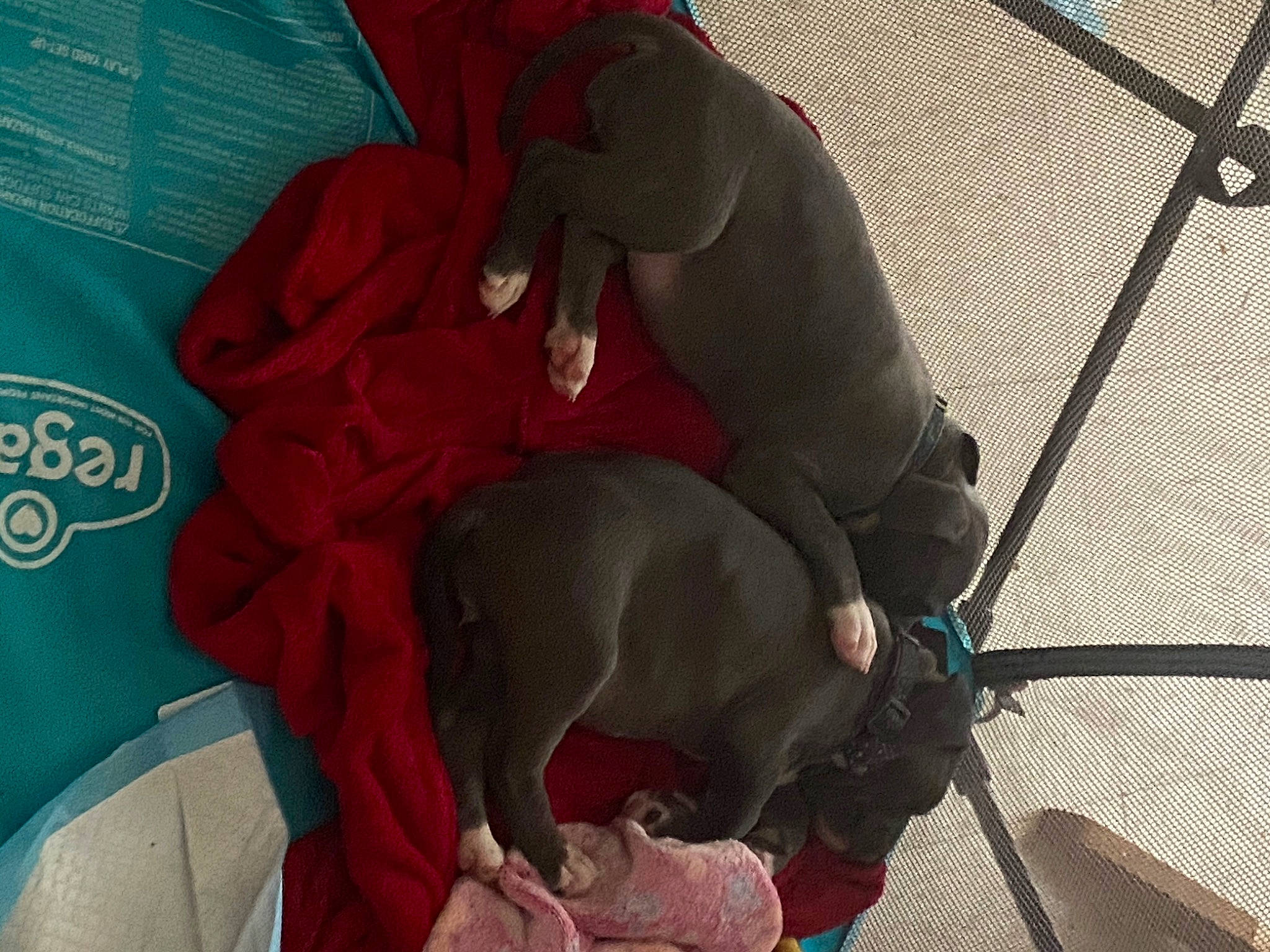 Bellatrix Lapup joined the competition — help win amazing prizes! canidae, non_sporting_group, sporting_group