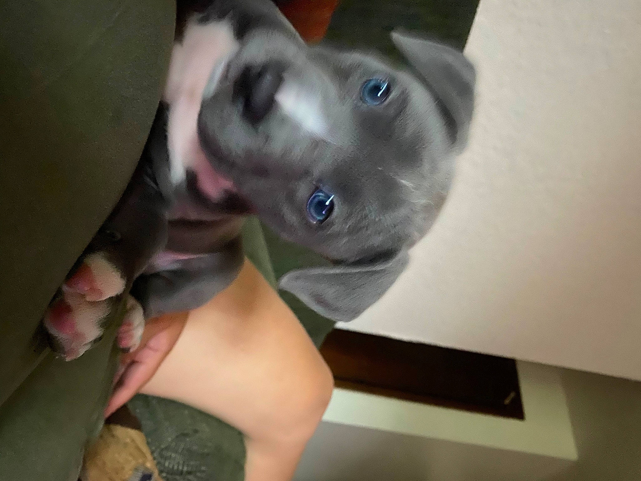 Bellatrix Lapup is registered to the contest to win money with this photo: american_pit_bull_terrier, canidae, carnivore, dog, dog_breed, ear, fawn, non_sporting_group, nose, pit_bull, snout, sporting_group, weimaraner