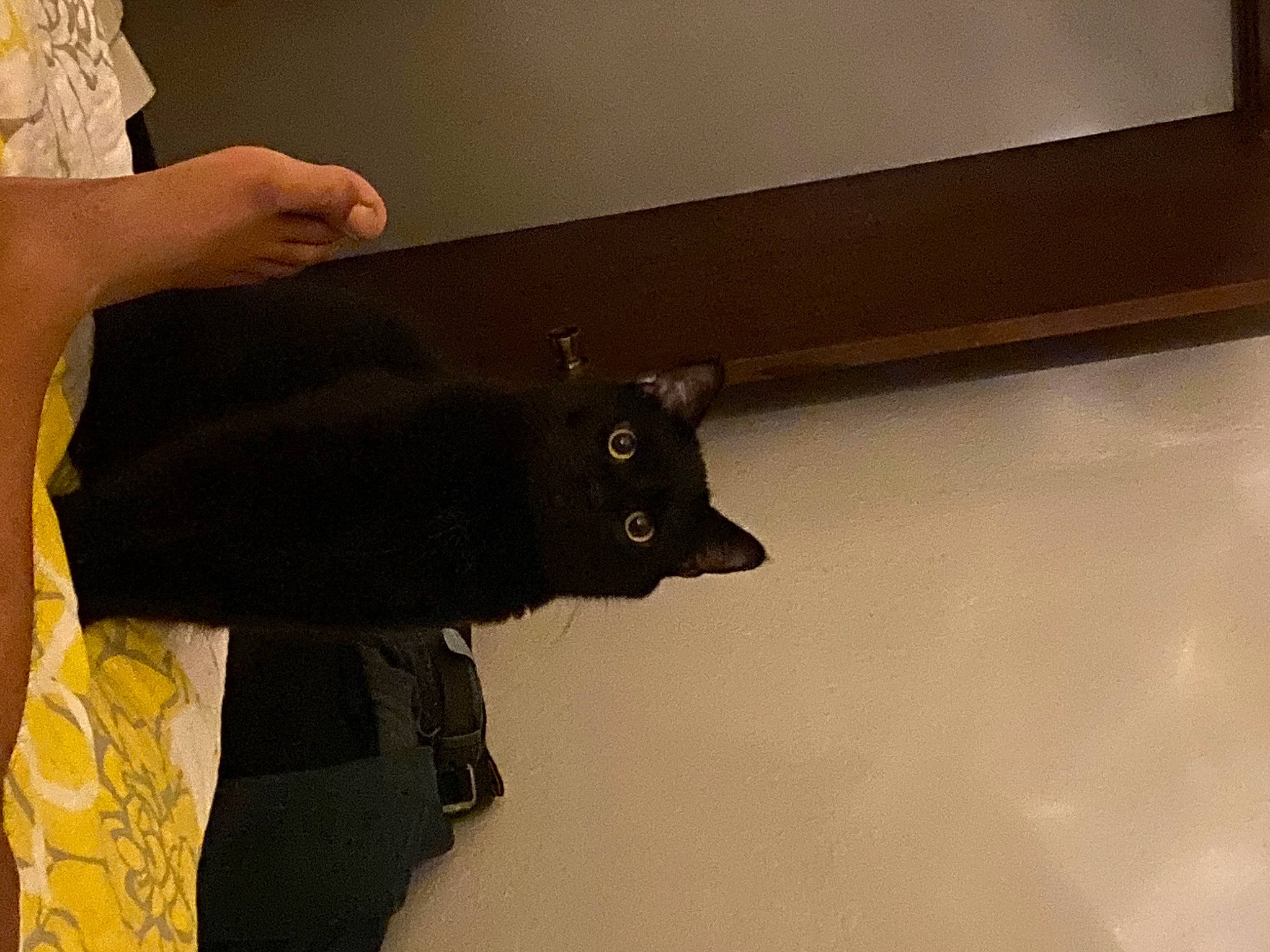 Luther is registered to the contest to win money with this photo: floor, flooring